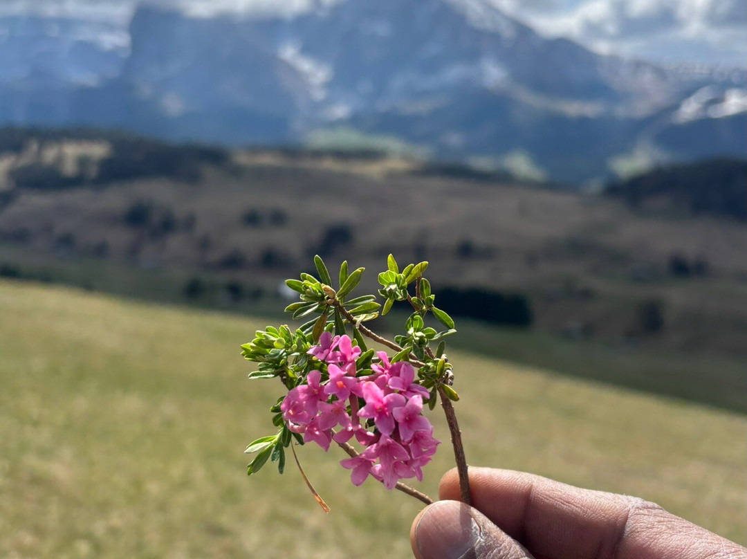 Alpe di Siusi-Alpe di Siusi必去景点
