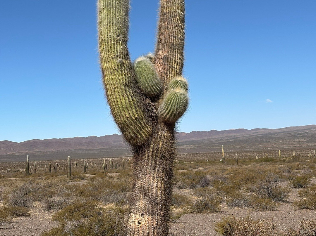 Parque Nacional Los Cardones-卡奇必去景点