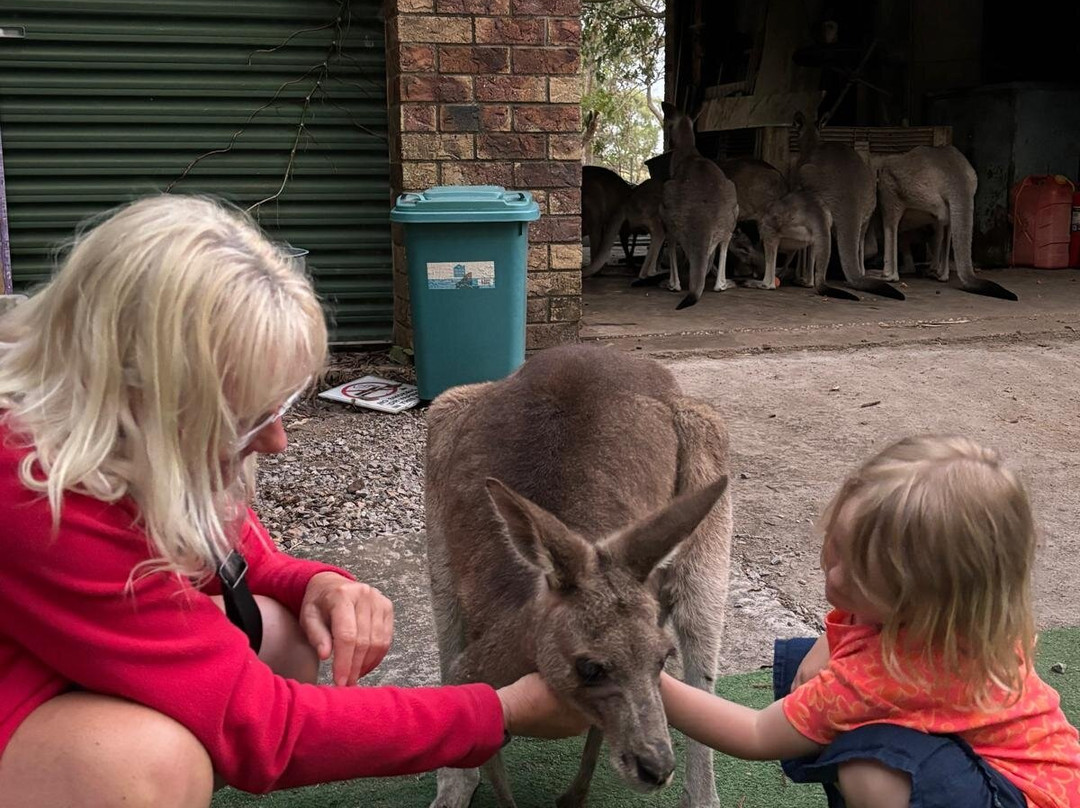 Horizons Kangaroo Sanctuary & Camp Ground-Agnes Water必去景点