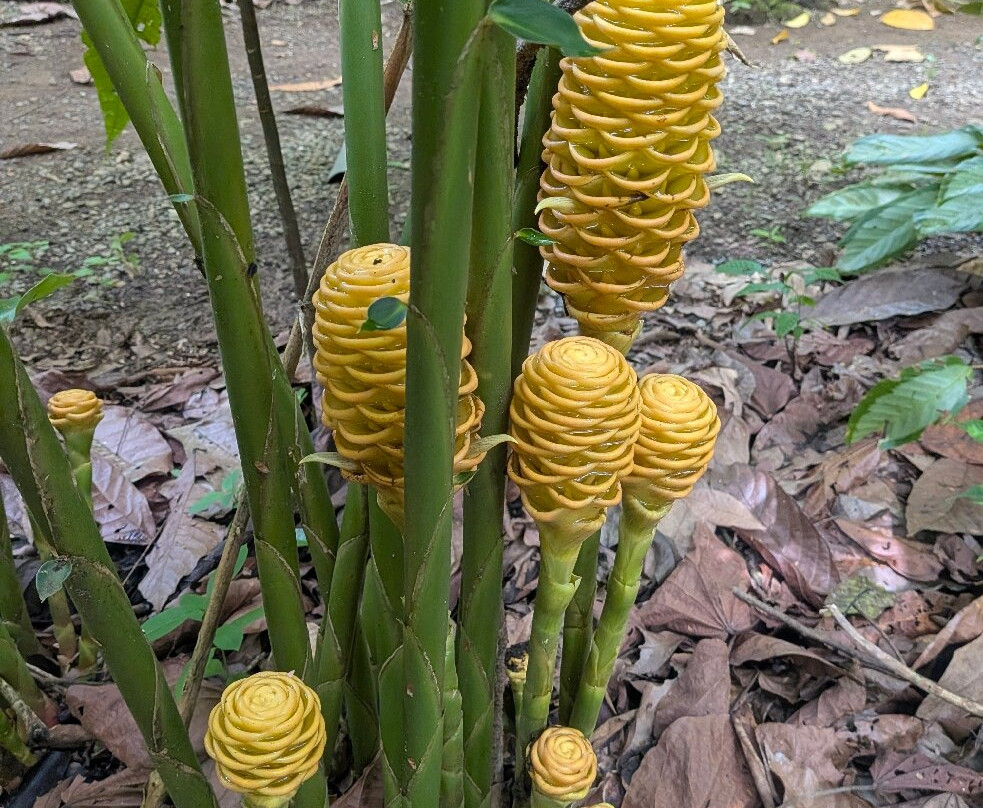 Rancho Raices De Puerto Jimenez-希门尼斯港必去景点