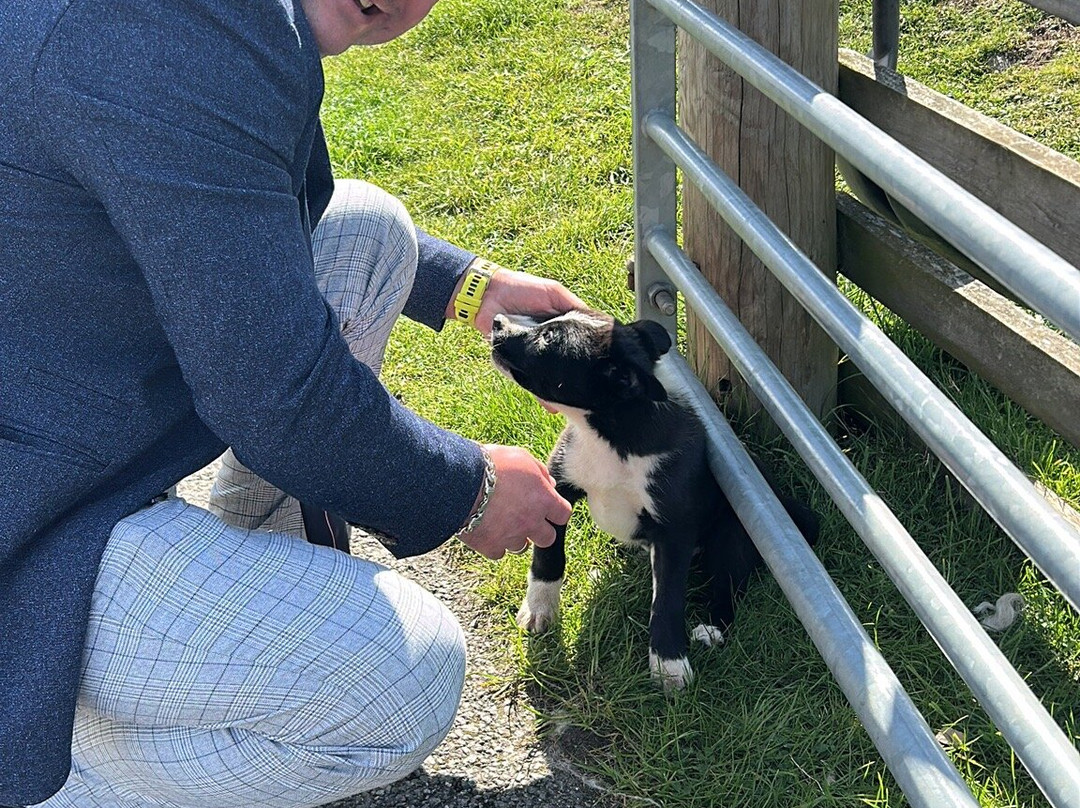 Working Sheepdogs-Kincraig必去景点