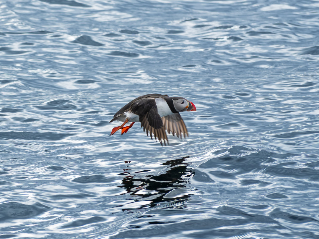 Puffin Safari-Bleik必去景点