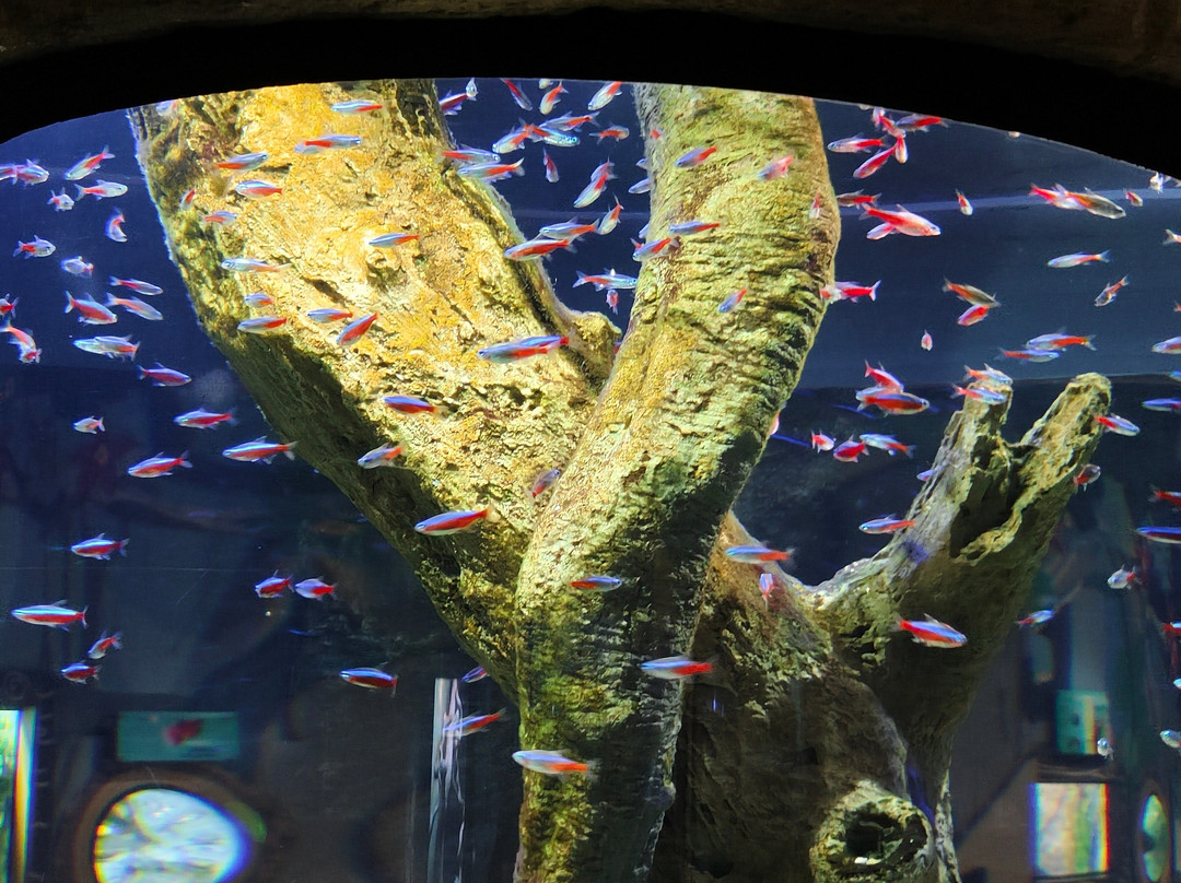 Angkor Wildlife & Aquarium-暹粒必去景点