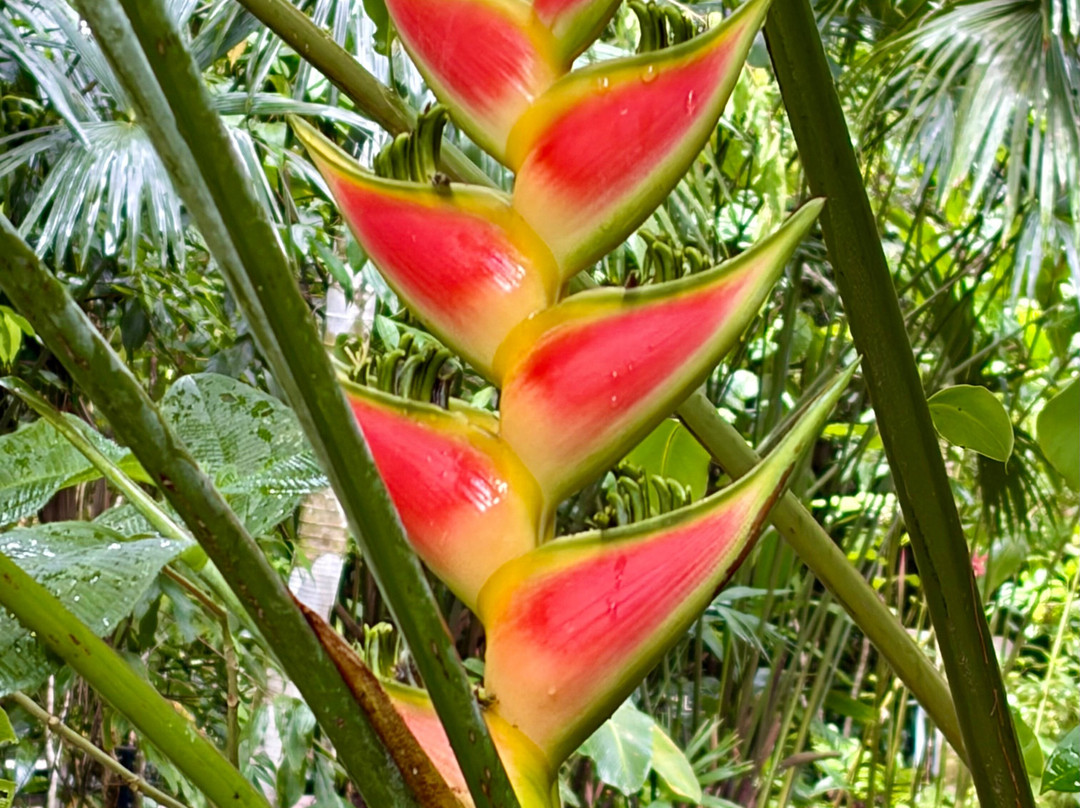 Veragua Rainforest Park-利蒙港必去景点