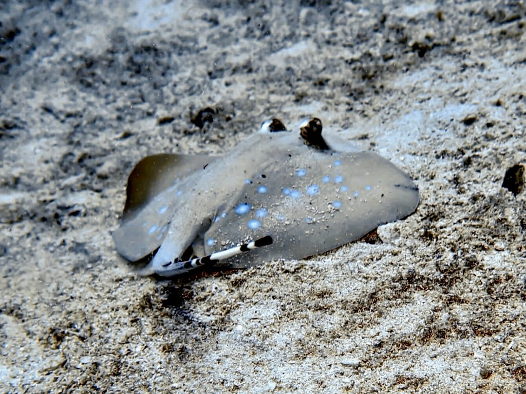Coco Grove Dive Shop Siquijor Island-圣胡安必去景点