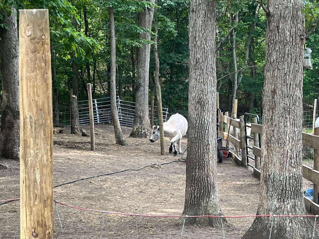 Brandywine Cow Cuddles-Brandywine必去景点