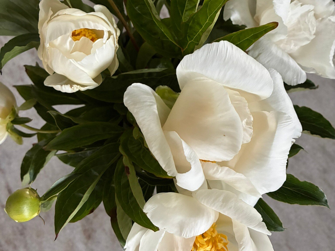 Snijbloemen Pluktuin Bakkum-Egmond-Binnen必去景点