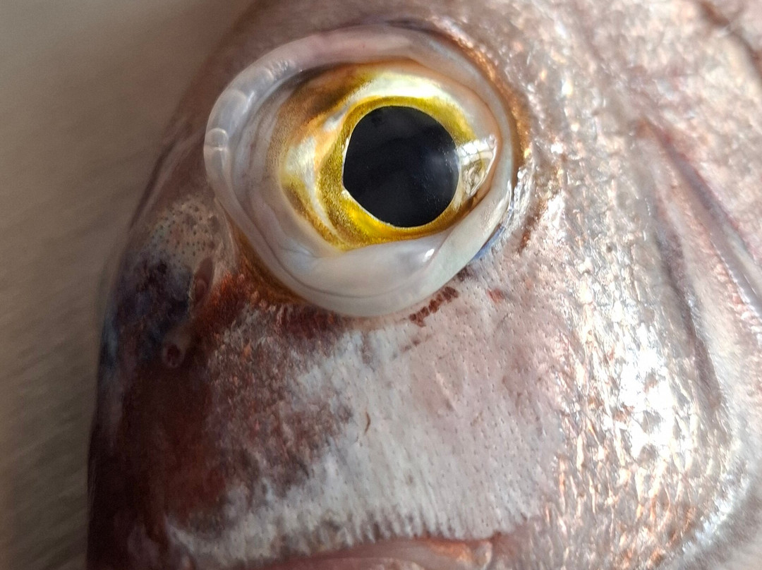 Mister Fish Fishing Charter Malta-Iklin必去景点