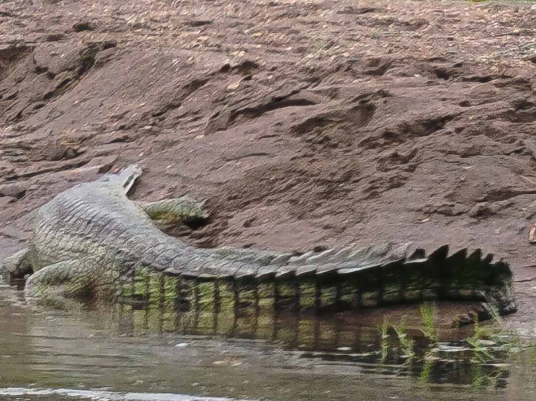Chitwan Jungle Safari-奇旺国家公国必去景点