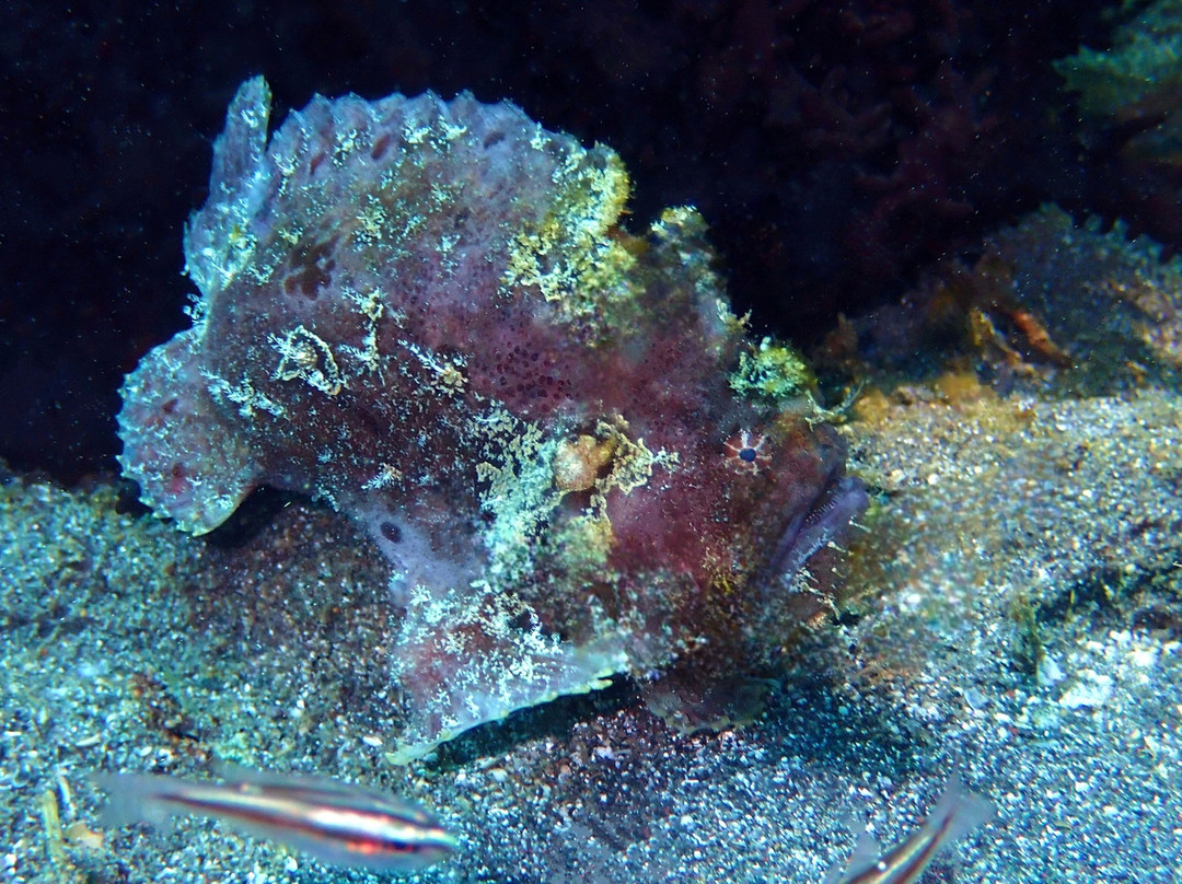 Thalassa Dive Resort Lembeh主图