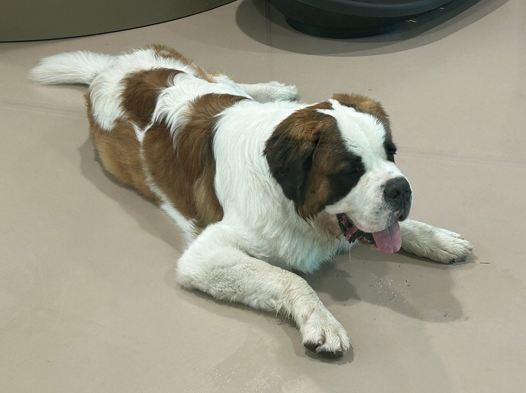 Barryland - Musée et chiens du St-Bernard-马蒂尼必去景点