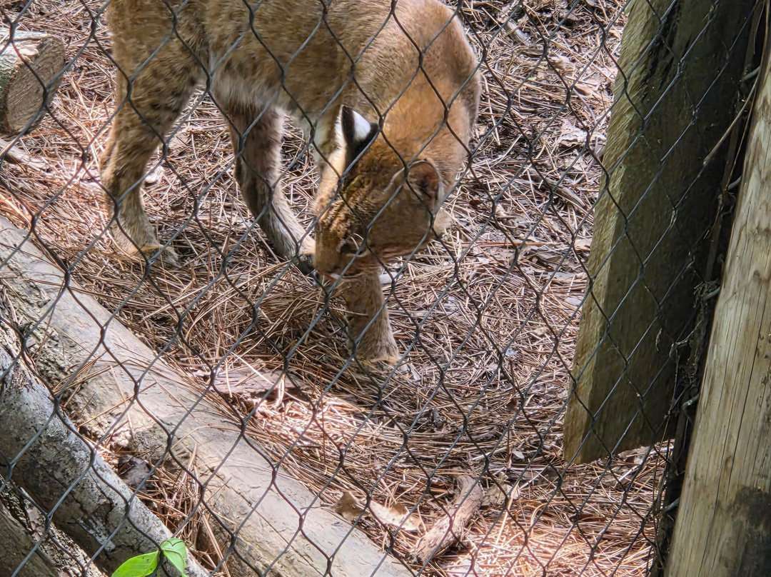 Western North Carolina Nature Center-阿什维尔必去景点