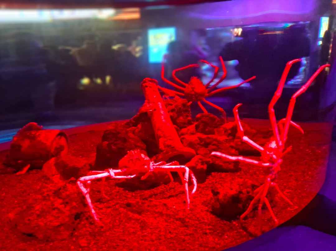 莱利大烟山水族馆-盖林柏格必去景点