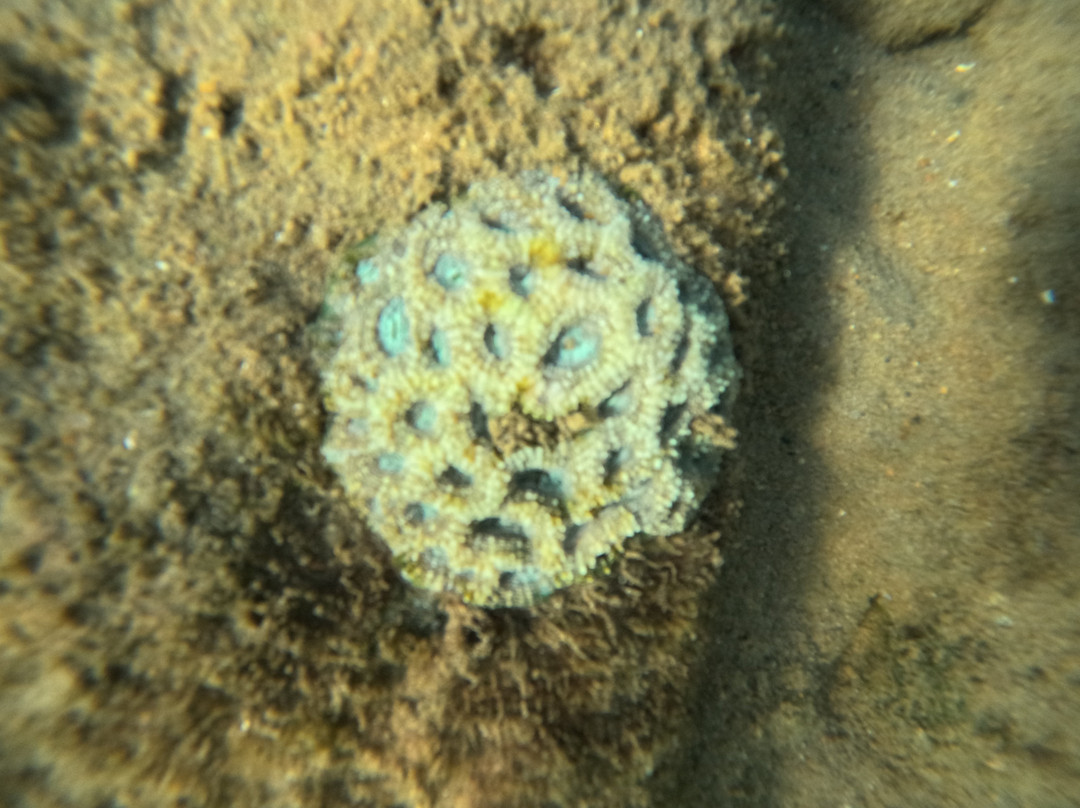 Tidal Tao Snorkeling Safaris-巴利托必去景点