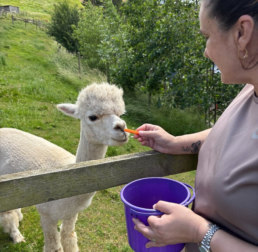 Alpaca Alpaca At Leven Valley-Yarm必去景点