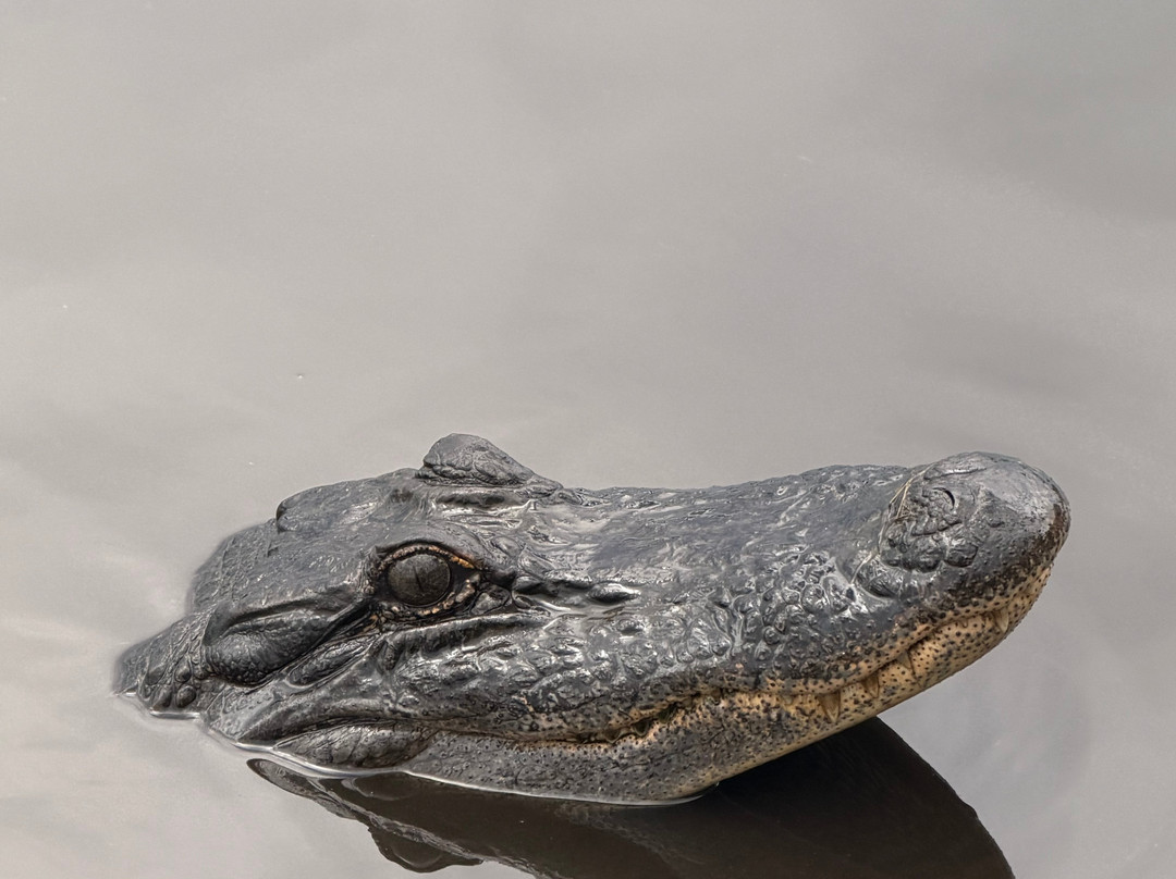 Ragin Cajun Airboat Tours-新奥尔良必去景点