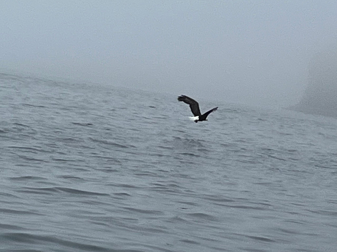 Donelda's Puffin Boat Tours-Englishtown必去景点