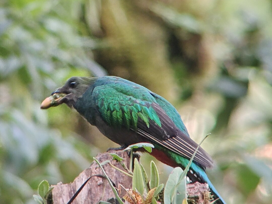 Highland Birds Tours-多塔圣赫拉多必去景点