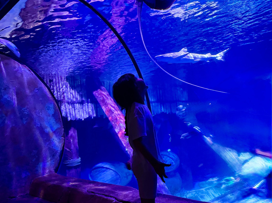 SeaLife Aquarium-卡斯泰尔诺沃德尔加尔达必去景点