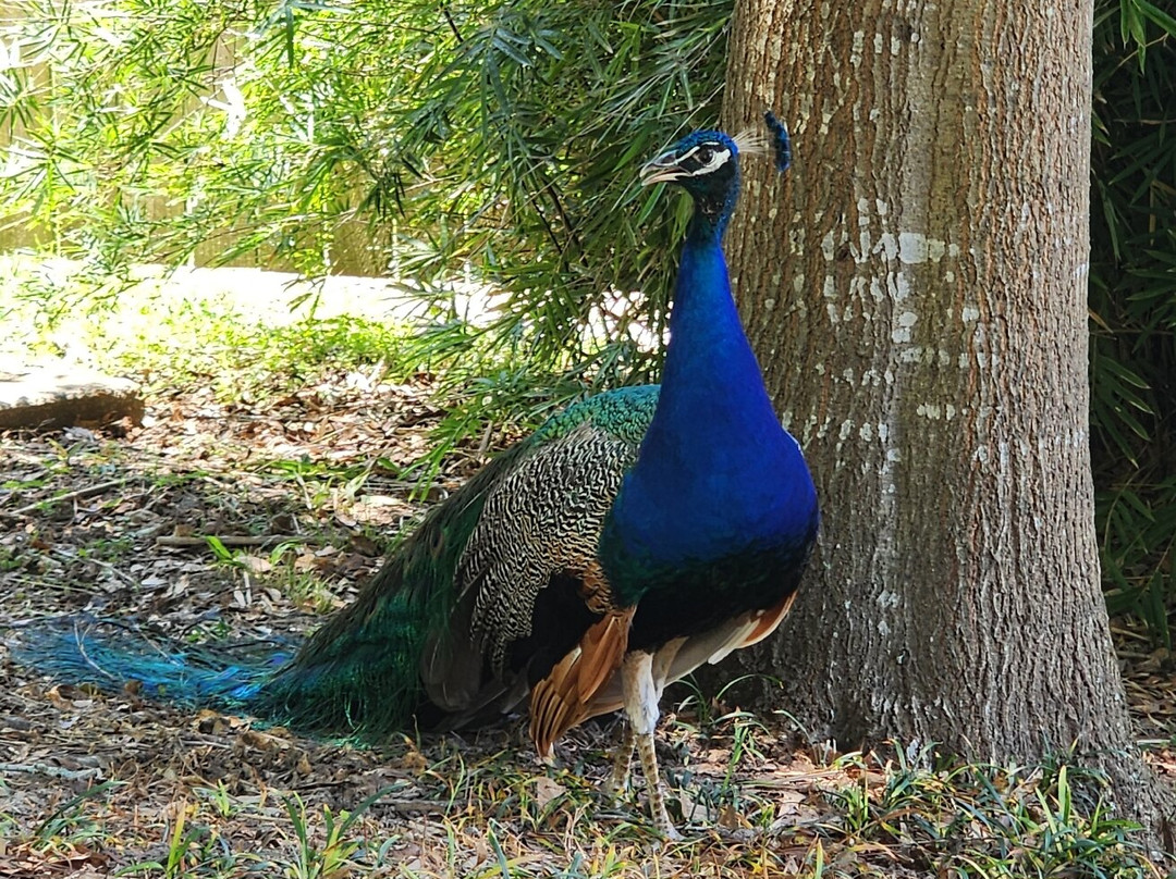 Baton Rouge Zoo-巴吞鲁日必去景点