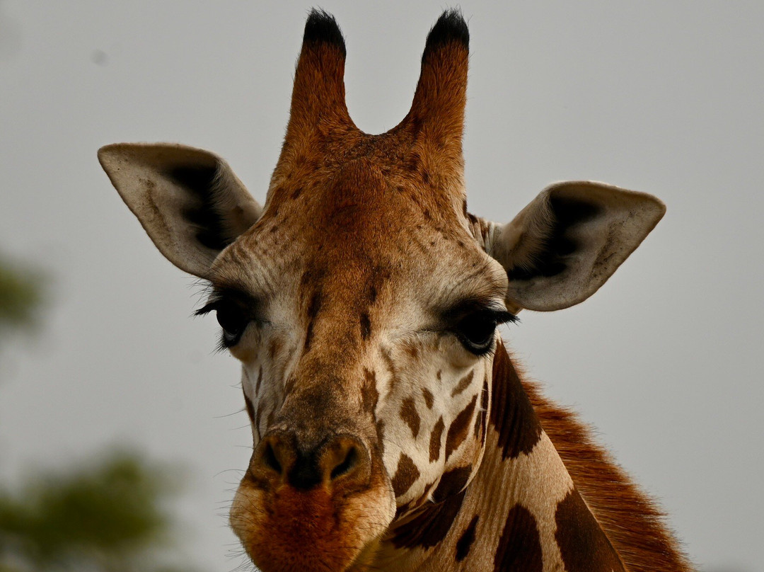 Grassrootz Adventures Uganda-坎帕拉必去景点