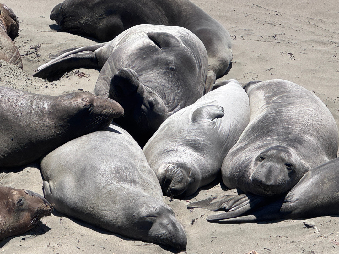 Elephant Seal Vista Point-圣西蒙必去景点