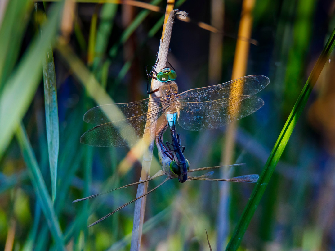Vransko Jezero Nature Park-奥格勒纳莫鲁必去景点