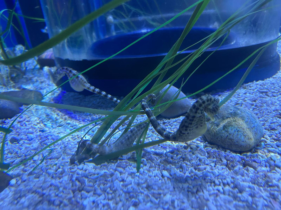Bristol Aquarium-布里斯托尔必去景点