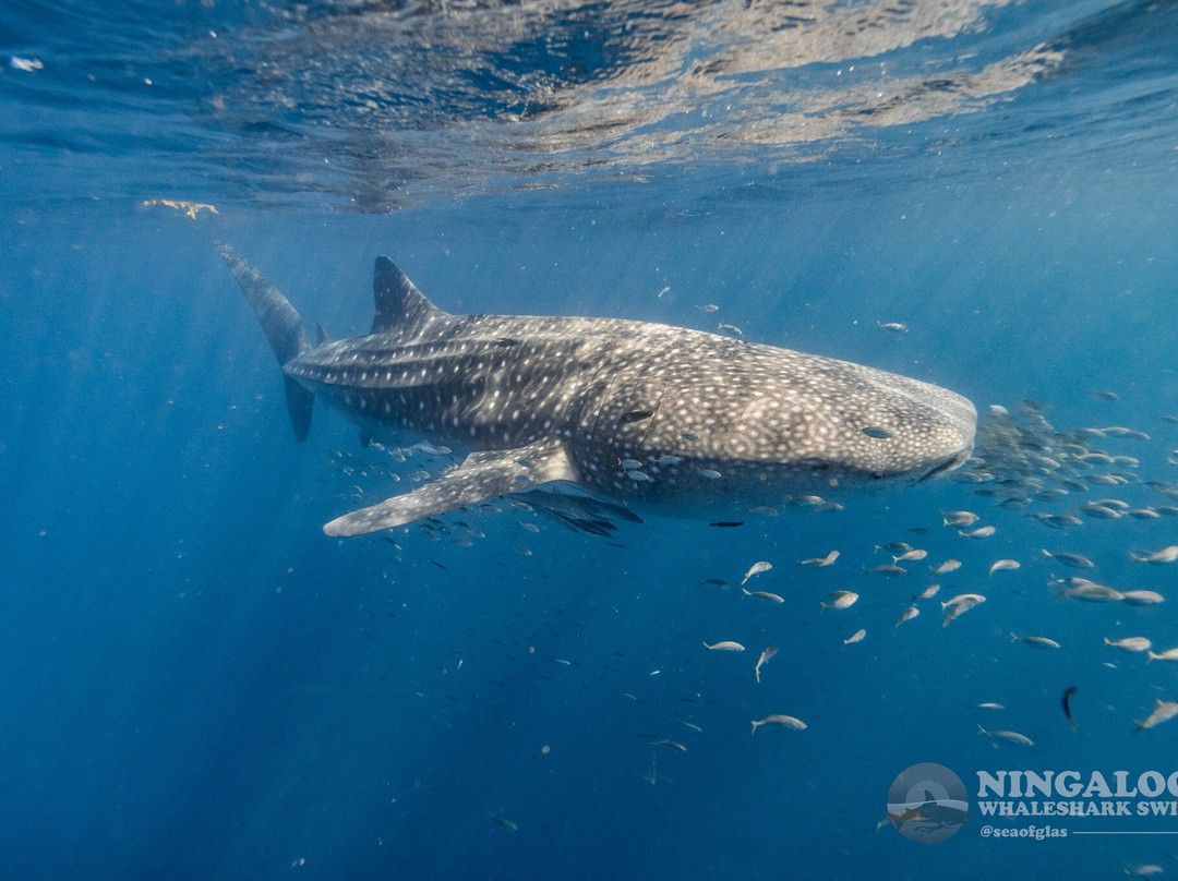 Ningaloo Whaleshark Swim-埃克斯茅斯必去景点