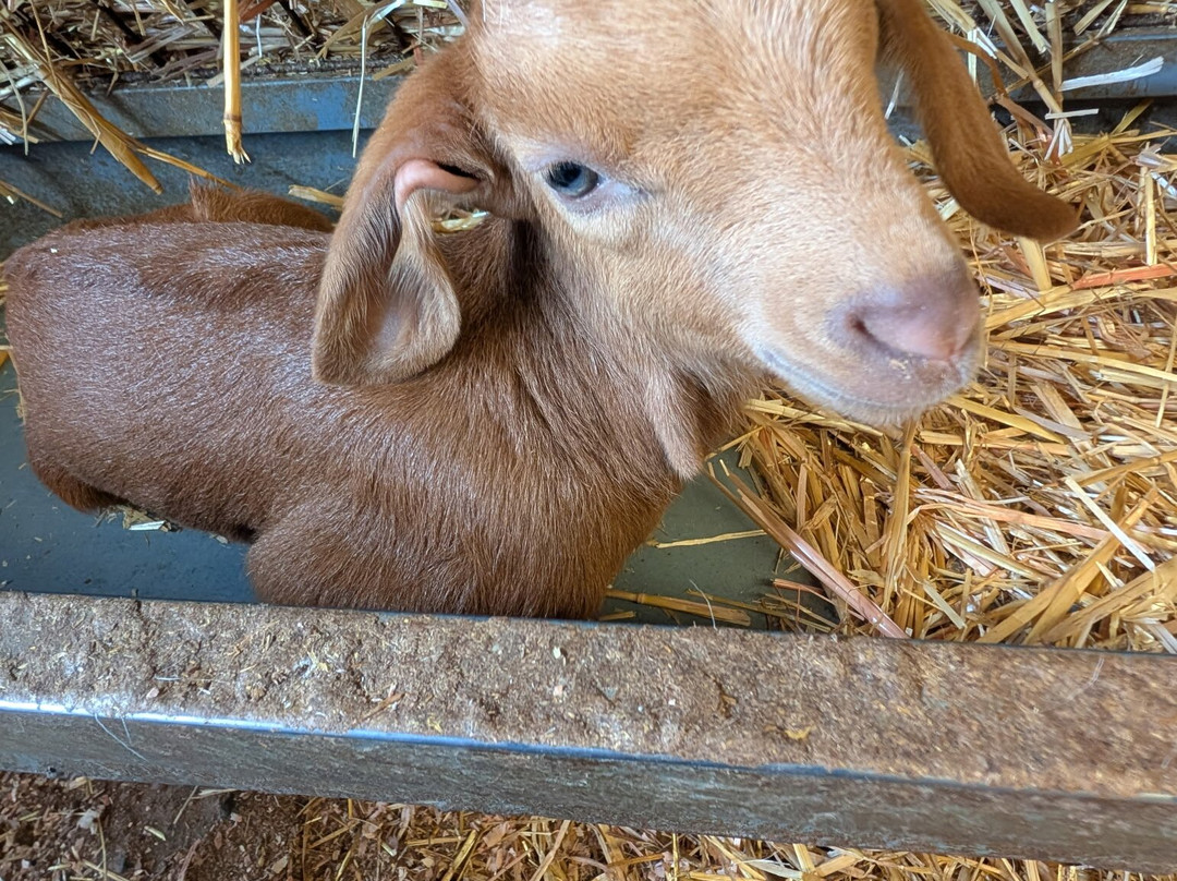 Typical Breakfast with Goats-Rabo de Peixe必去景点