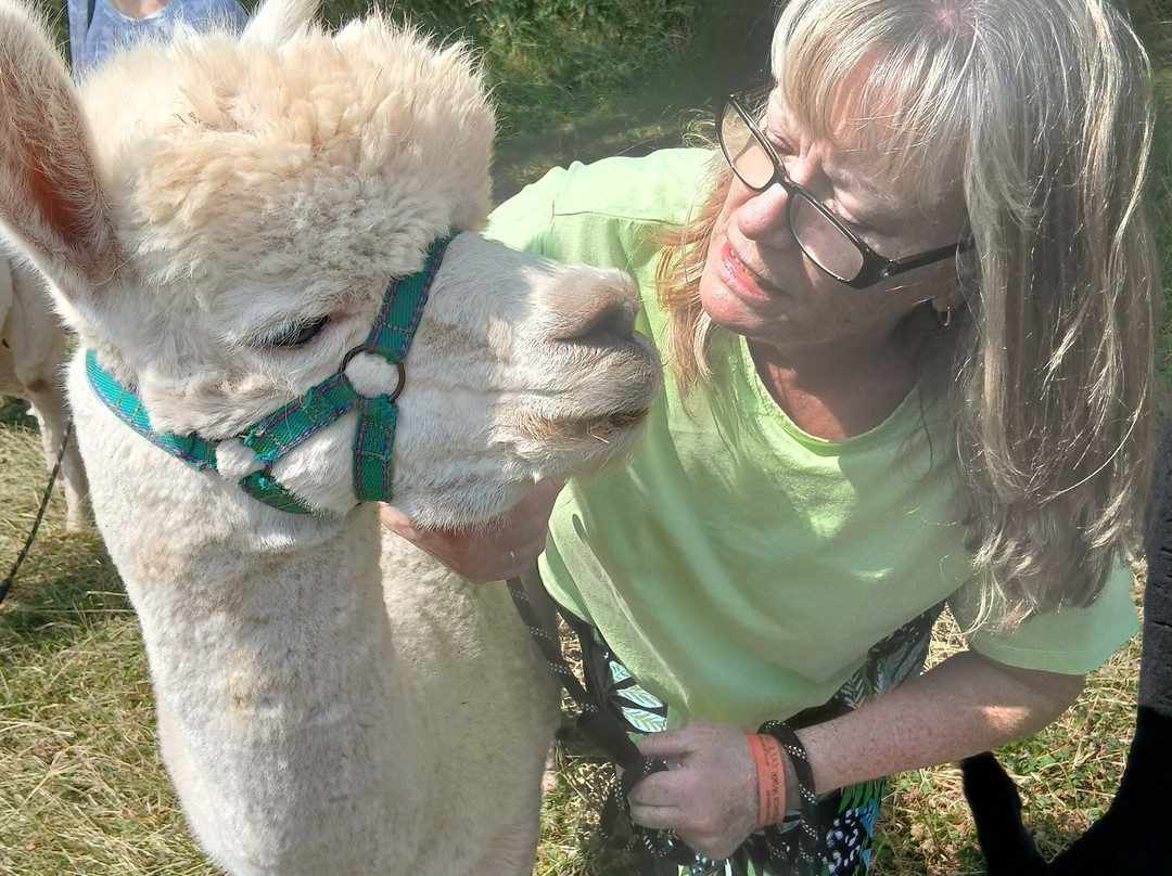 Charnwood Forest Alpacas-Boundary必去景点