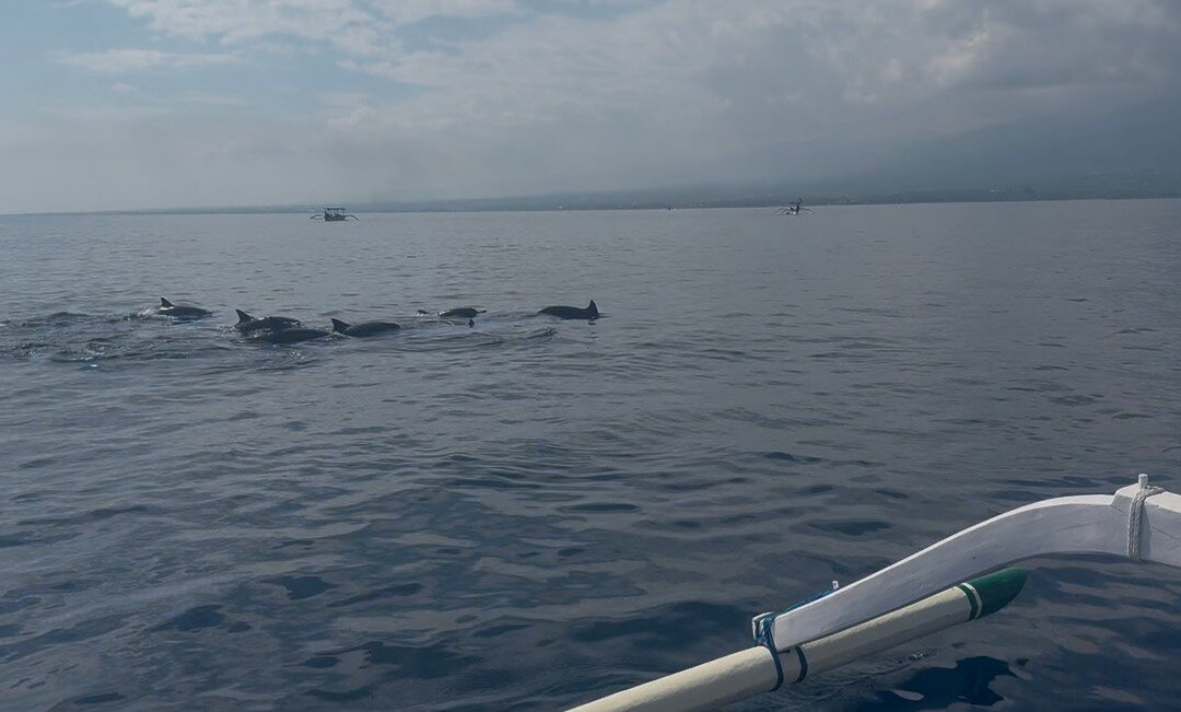 dolphin Lovina tours-罗威那海滩必去景点