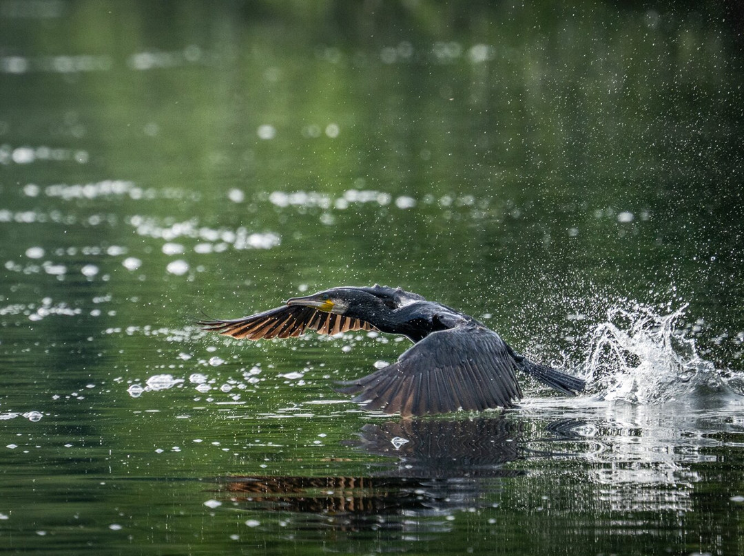 GG Wildlife Experiences Ltd-Goring-on Thames必去景点