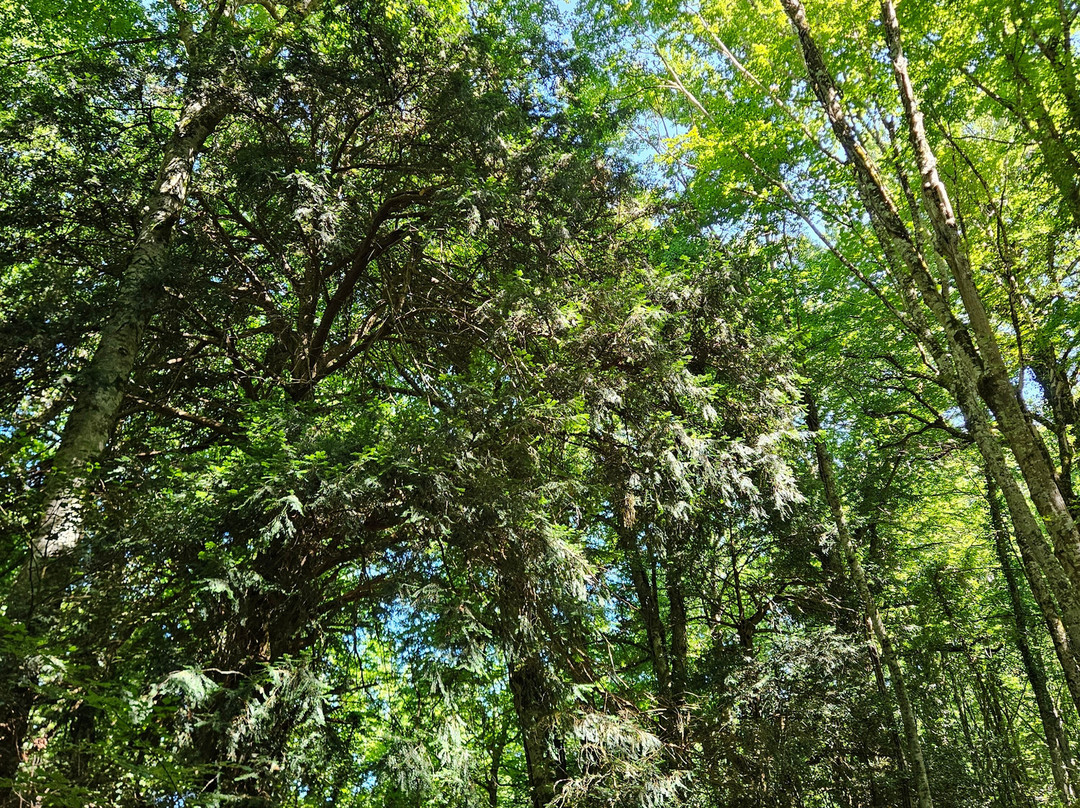 Foresta Umbra-Monte Sant'Angelo必去景点