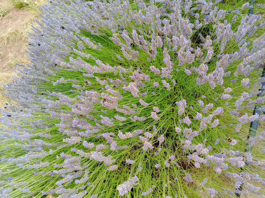 National Trust - Knightshayes Court-蒂弗顿必去景点