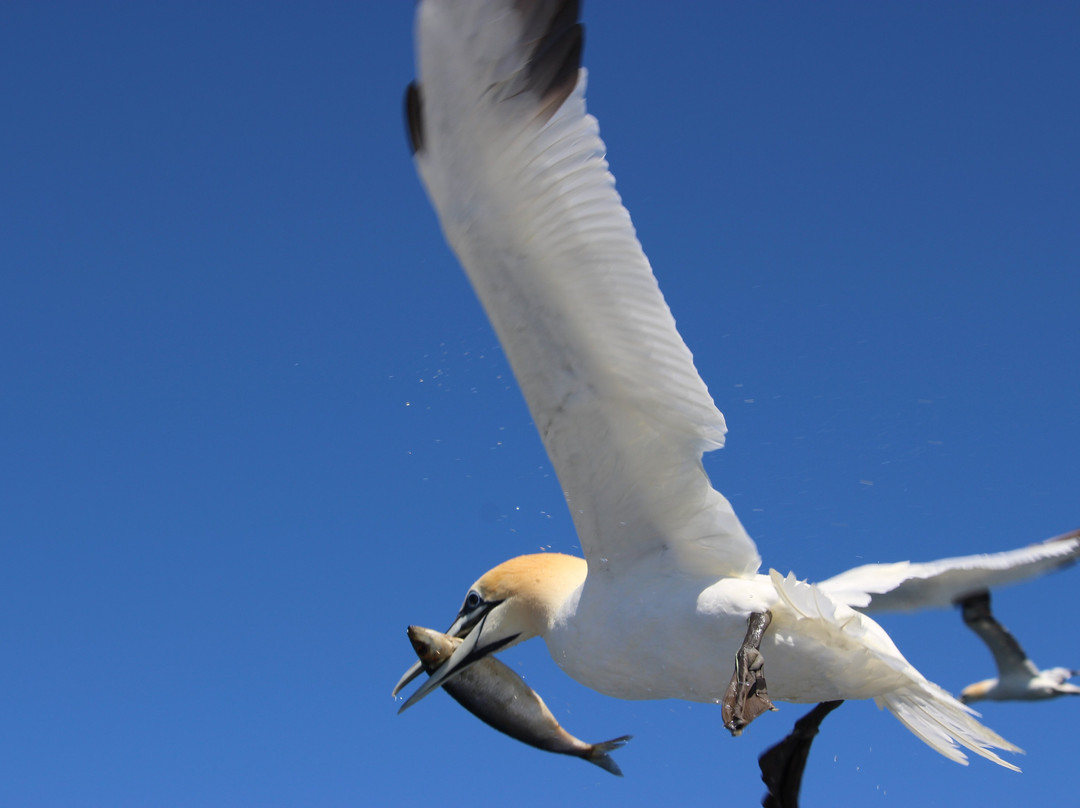 Shetland Seabird Tours - The Noss Boat-Lerwick必去景点
