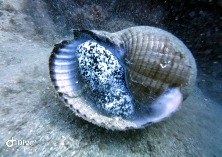 Blue Diving Center-Nea Potidea必去景点