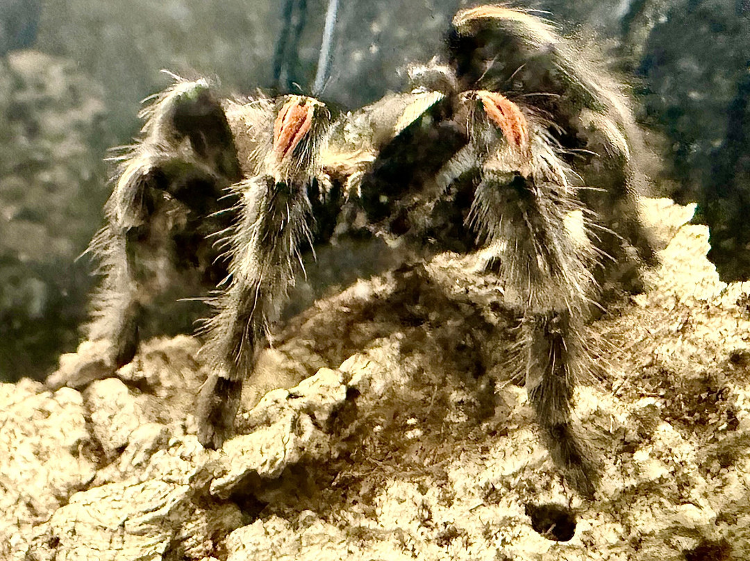 Insectarium de Lizio-Lizio必去景点