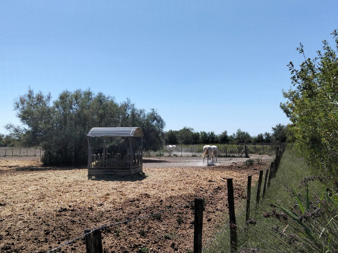 Les Marais Du Vigueirat - Arles Camargue-阿尔勒必去景点