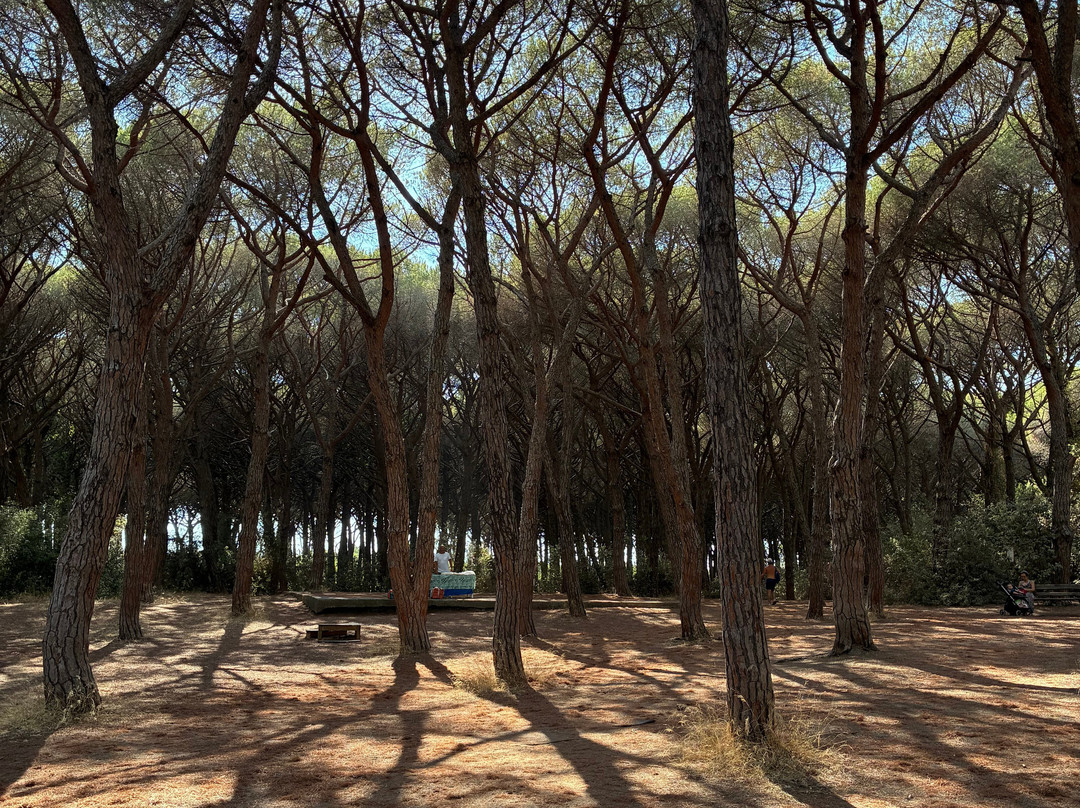 Riserva Naturale Tombolo di Cecina-Marina di Cecina必去景点
