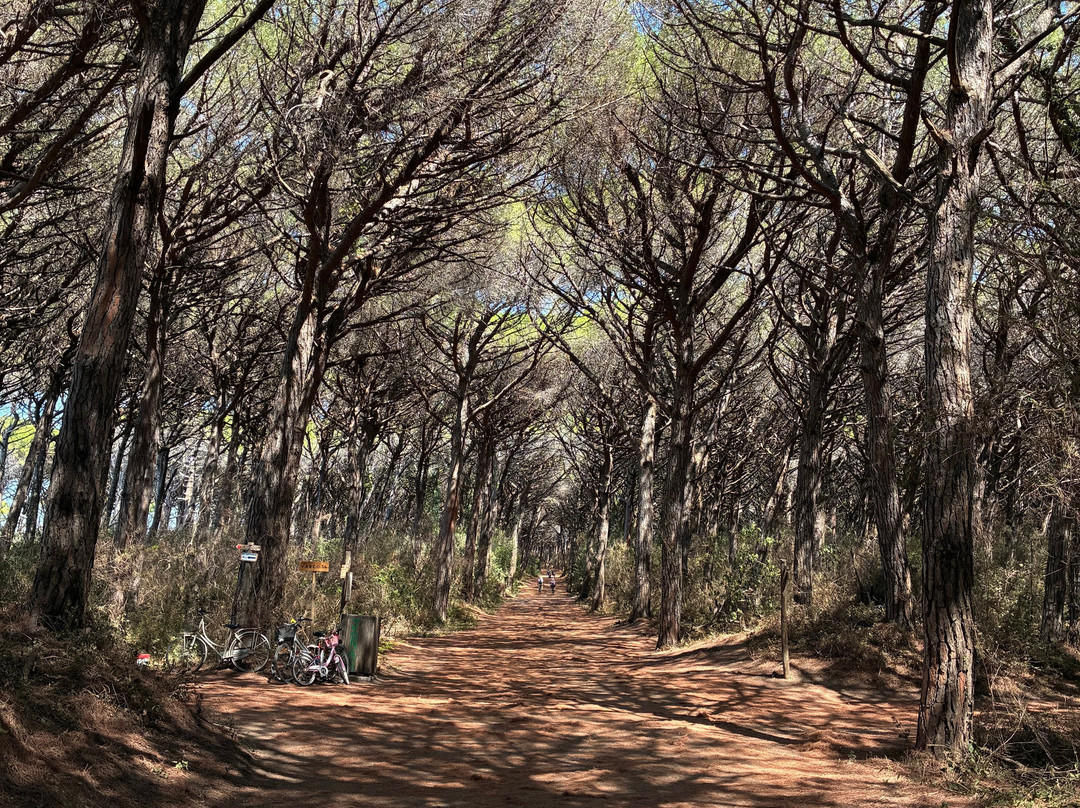Riserva Naturale Tombolo di Cecina-Marina di Cecina必去景点