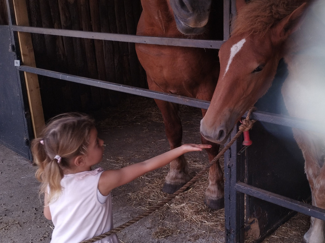 Dorset Heavy Horse Farm Park-Verwood必去景点