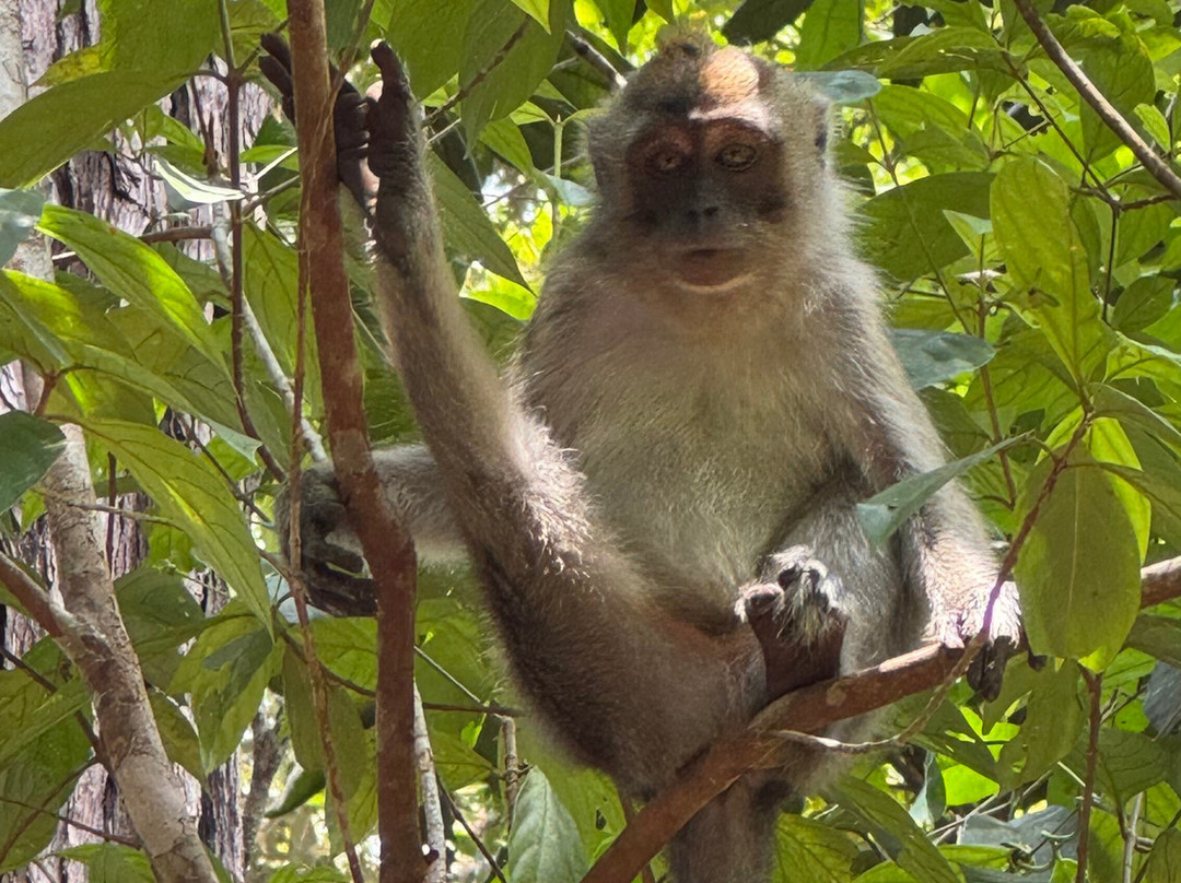 Monica Guide Orangutan Tour-Pangkalan Bun必去景点