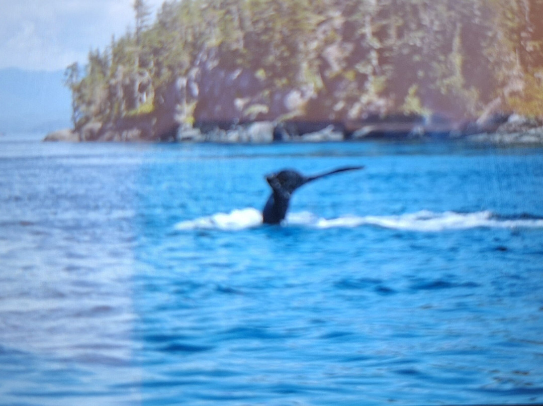 Seasmoke Whale Watching-Alert Bay必去景点
