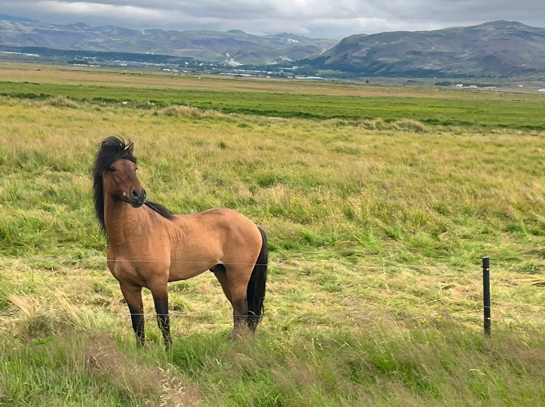Eldhestar Volcano Horses-Olfus必去景点
