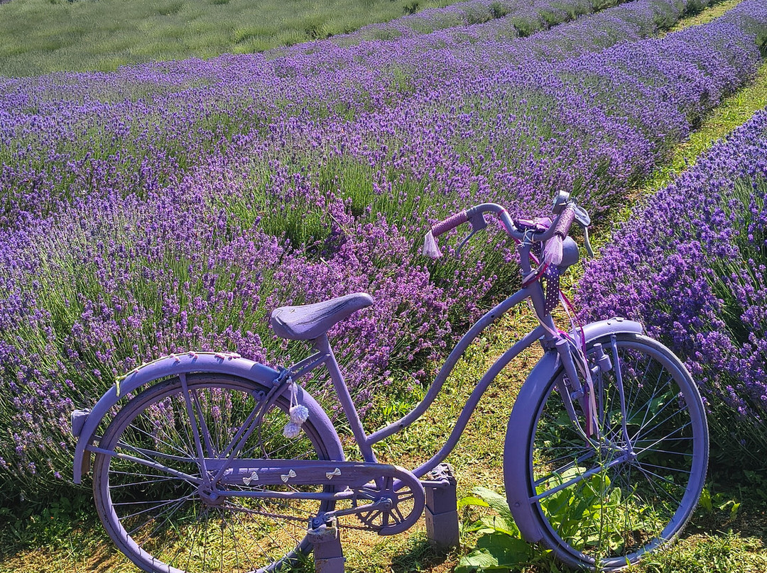 Parco Della Lavanda-Campotenese必去景点