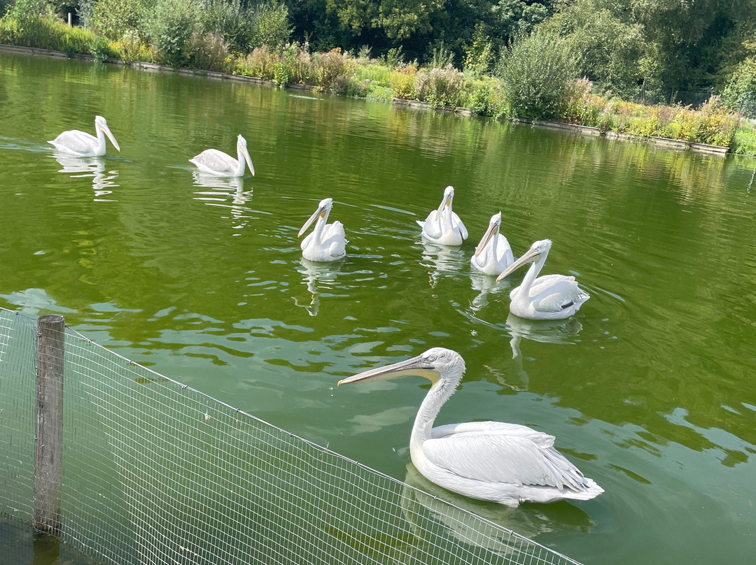 WWT Arundel Wetland Centre-阿伦德尔必去景点