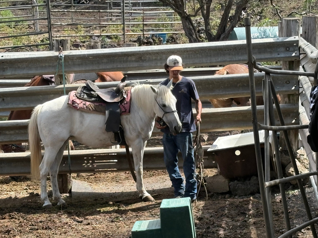 Triple L Ranch Horseback Tours-库拉必去景点