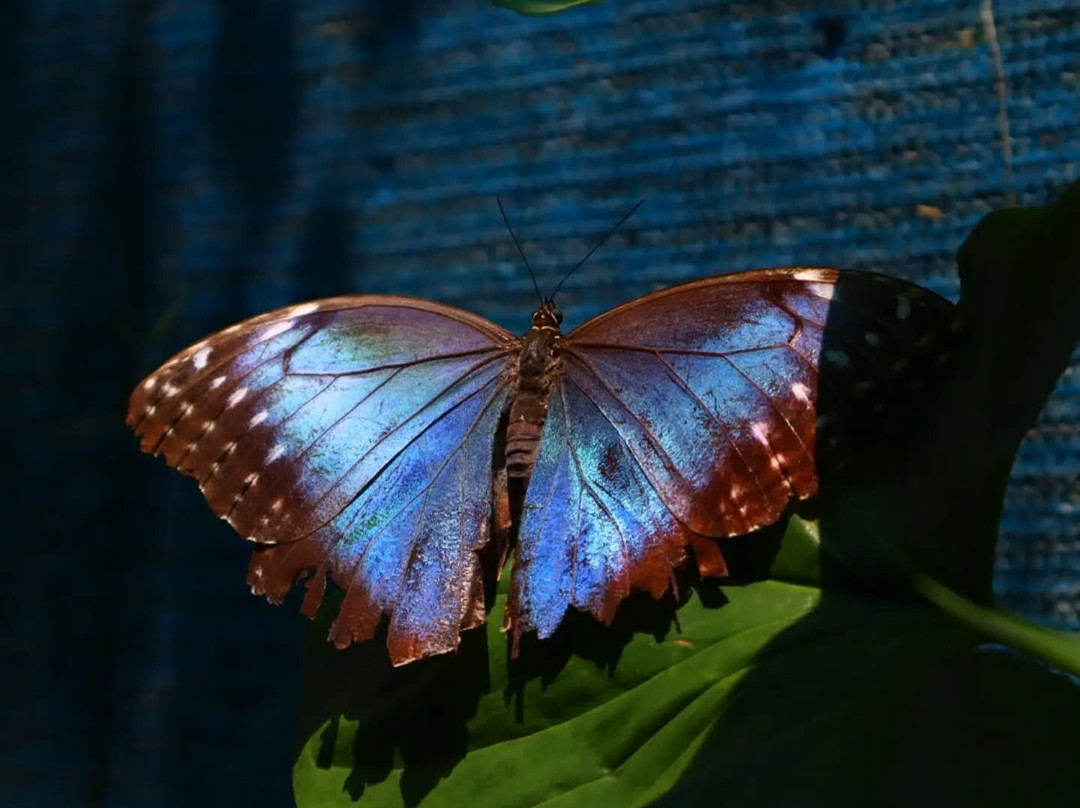 Mariposario Morpho Azul-Guácima必去景点