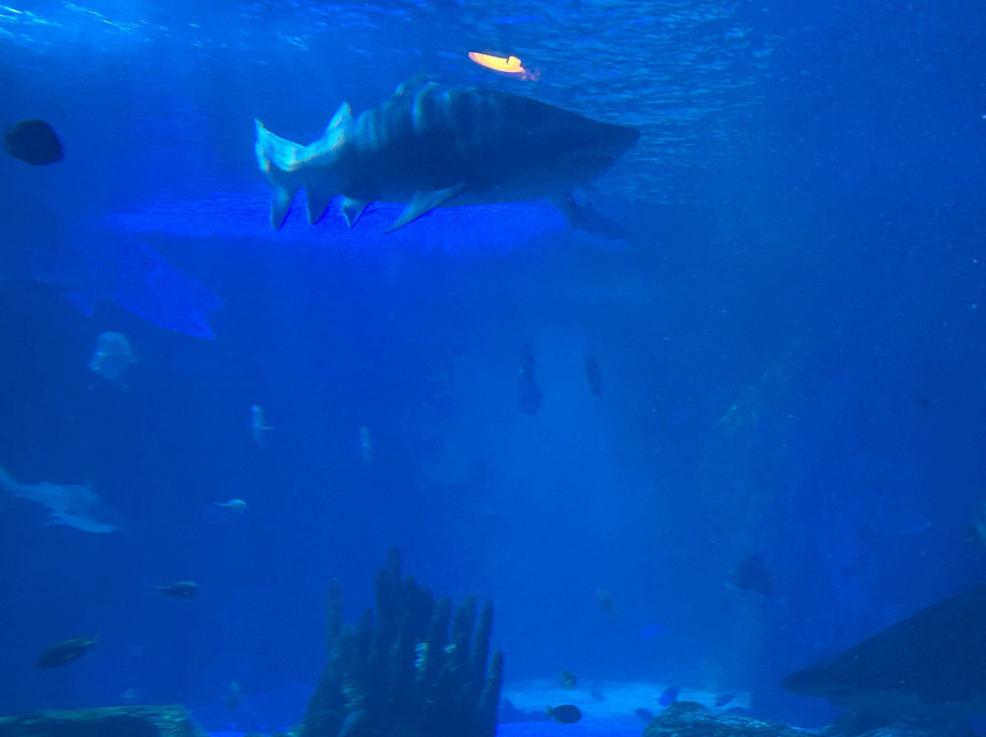 Newport Aquarium-Newport必去景点